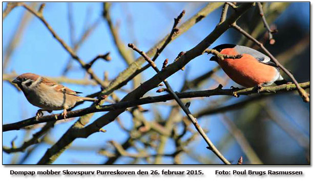 Dompap Foto: Poul Brugs Rasmussen