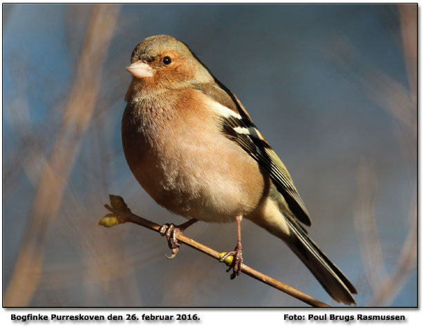 Bogfinke han         Foto: Poul Brugs Rasmussen