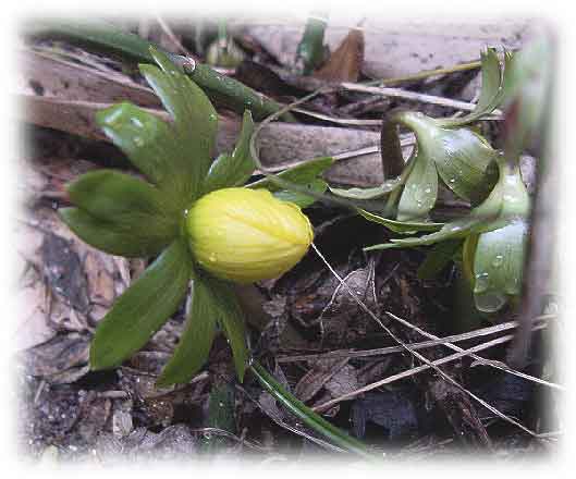 Erantis blomstrer snart