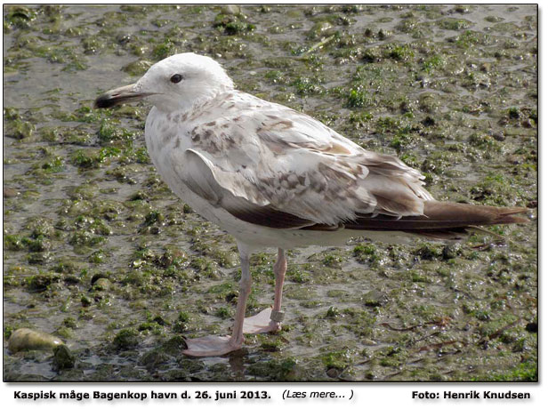 Kaspisk mge Bagenkop havn RI Foto: Henrik Knudsen