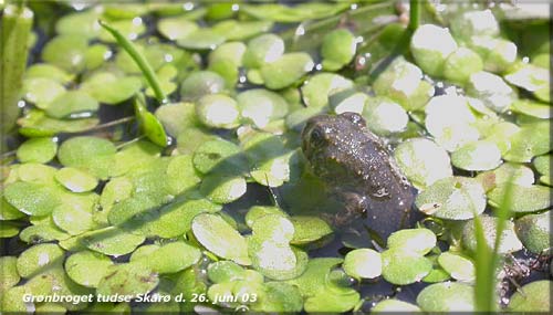 Bufo viridis Skar den 26. juni 2003