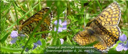 Okkergul pletvinge (Melitaea cinxia) Hestebakken Svanninge Bakker den 26. maj 02