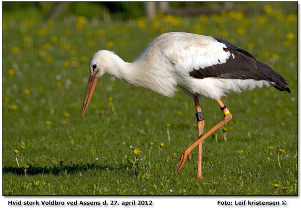 Svensk projektstork fotograferet af Leif Kristensen ved Voldbro, Assens