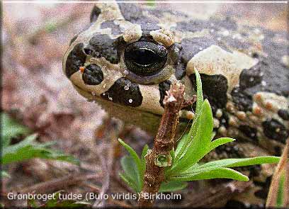 Grnbroget tudse (Bufo viridis) fra Birkholm.