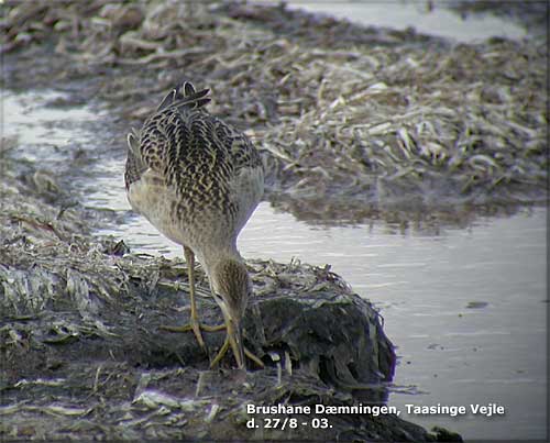 Brushane ved dmningen Vejlen, Taasinge d. 27/8 - 03.