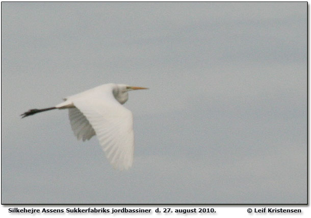 Slvhejre ved Assens Sukkerfabriks jordbassiner       Foto  Leif Kristensen