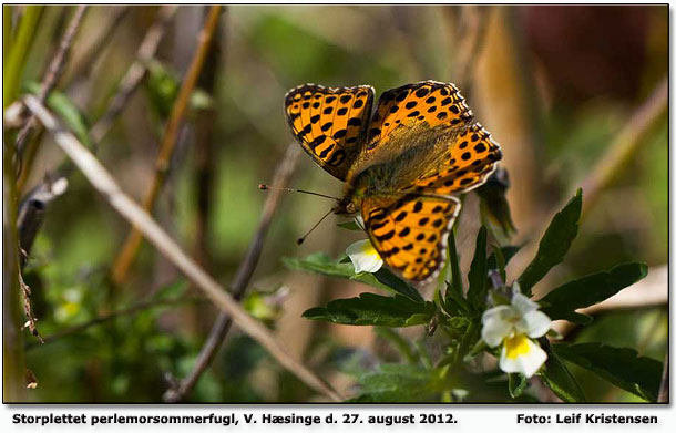 Storplettet perlemorsommerfugl. Foto: Leif Kristensen