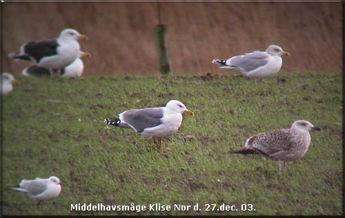 Middelhavsmge - mgen i centrum