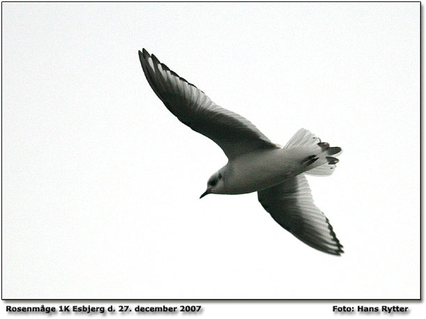 Rosenmåge Esbjerg d. 27. december 2007.           Foto: Hans Rytter