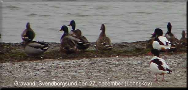 Gravnder og grnder ved Lehnskov. EE-foto