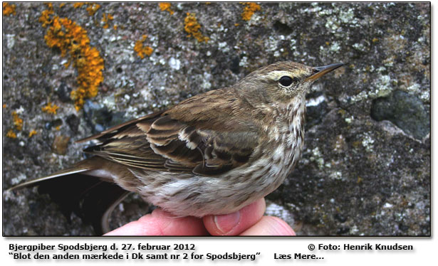 Bjergpiber Spodsbjerg. Hans Rytter og jeg fangede og ringmrkde i dag Bjergpiberen ved Spodsbjerg. Blot den anden mrkede i Dk samt nr 2 for Spodsbjerg. Foto  Henrik Knudsen