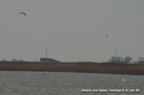 Havrnen ove Vejlen d. 27. jan 03.