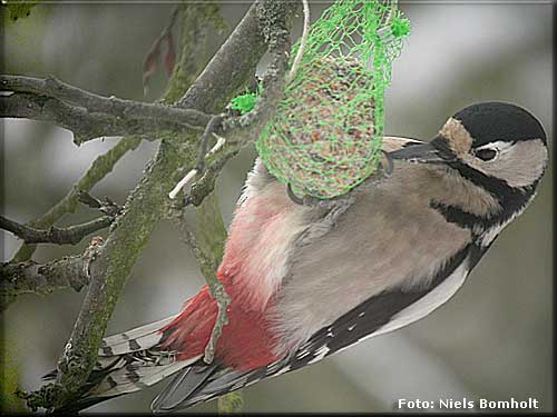 Tid til at fodre fugle! Foto: Niels Bomholt