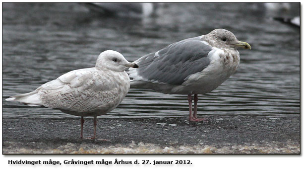 Almindelige mågefugle i unversitetsparken Århus en januardag 2012: Hvidvinget måge og gråvinget måge!