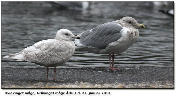 Almindelige mgefugle i unversitetsparken rhus en januardag 2012: Hvidvinget mge og grvinget mge!