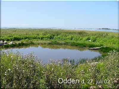 Vandhullet p Odden den 27. juli 02