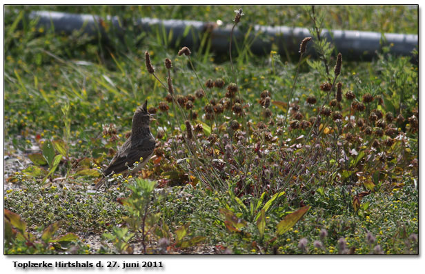 Toplrke ved Hirtshals banegaard