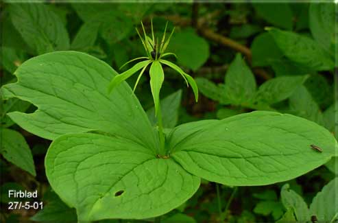 Firblad (paris quadrifolia) Lille Eng, Svendborg. Maj 01. EE-foto