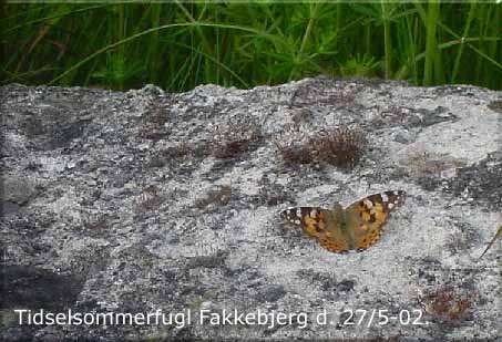 Tidselsommerfugl Fakkebjerg d. 27. maj 02