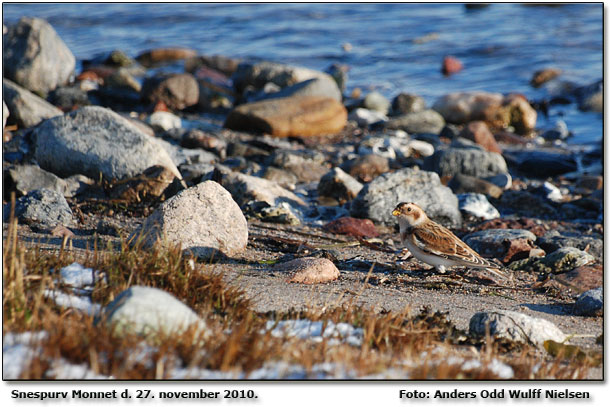 Snespurv på sydkysten. Foto: Anders Odd Wulff Nielsen