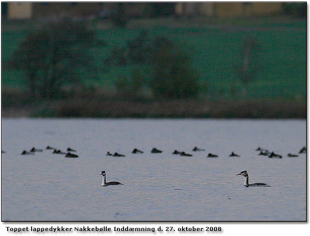 Toppet lappedykker ved Nakkeblle inddmning kl 16:30