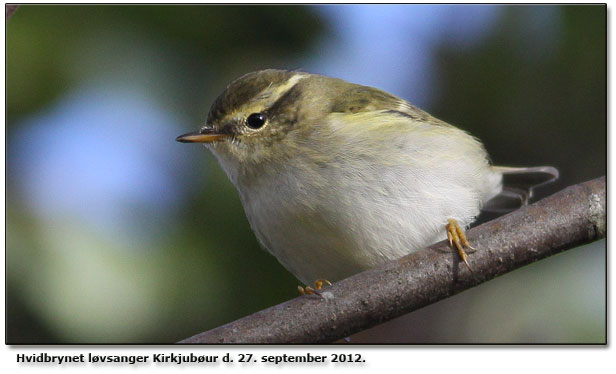 Hvidbrynet lvsanger Kirkjubur Frerne d. 27. september 2012. 1 ud sf tre!