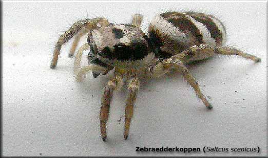 Zebraedderkoppen hrer til springedderkoppernes familie. Den overrumpler sit bytte i lang spring. Almindelig ogs p dit murvrk mod syd :-)