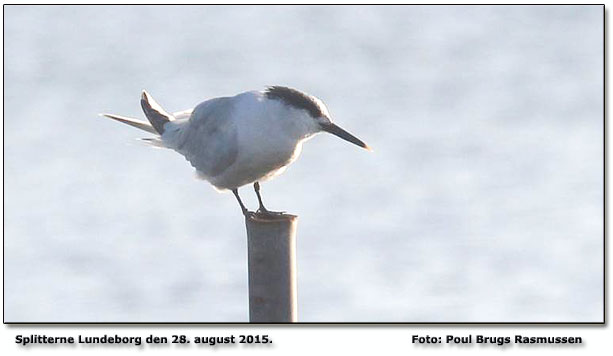 Splitterne Lundeborg Foto: Poul Brugs Rasmussen