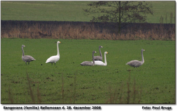 Sangsvane 2 AD + 4 1K.            Foto: Poul Brugs