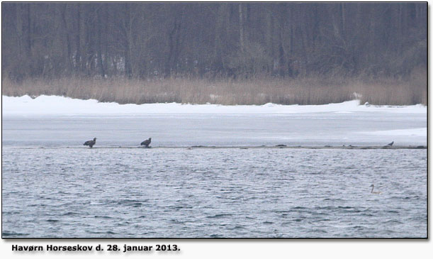 Skrivebordsobs af havrne ved Svendborgsund d. 28. januar 2013