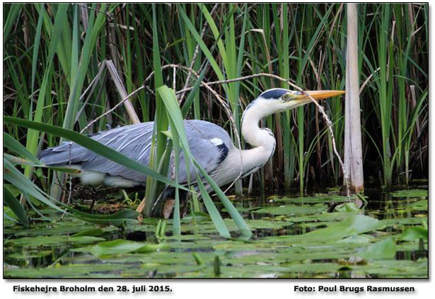 Fiskehejre Foto: Poul Brugs Rasmussen