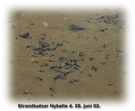 Haletudser af calamita (Strandtudser) Nyblle, Espe