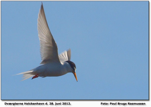 Dvrgterne ved Holckenhavn Foto: Poul Brugs Rasmussen