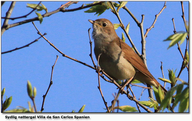 Sydlig nattergal fra Villa de San Carlos - alts ikke Jacobs ;-) Klik p fuglen og hr stemmen af nattergalen fra Gulstav/Keldsnor