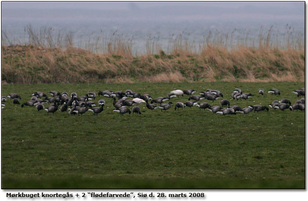 2 fldefarvede med albinistiske trk. Sandsynligvis de samme individer, der kunne iagttages i forret 2006 og forret 2007 p Si i marts og april mneder