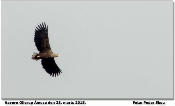 Havrn overflyvende    Foto: Peder Skou