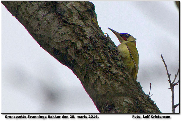 Grnsptte Svanninge Bakker Foto: Leif Kristensen