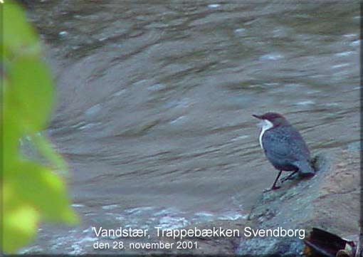 Arkivbillede af vandstren fra Trappebkken den 28. november 2001.