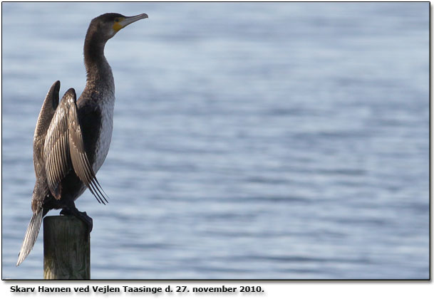 Skarv fra broen ved havnen vest for Vejlen Taasinge