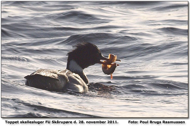 Toppet skallesluger med lekvabbe. Foto: Poul Brugs Rasmussen