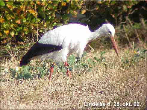 Storken ved idrtanlgget N for Lindelse den 28. oktober 2002.