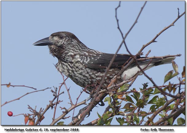 Nddekrige                  Foto: Erik Thomsen (Her et billede af Nddekrigen...... det bedste lokkkemiddel er lyden af en super hurtig kameramotor der kre med 8 billeder i sec. Her et billede af Nddekrigen...... det bedste lokkkemiddel er lyden af en super hurtig kameramotor der kre med 8 billeder i sec. -  det gav en lyd som nddekrigen skulle undersge nrmere.  Fuglen flj over mig og forbi,  - jeg forsatte med og fotografere den, lyden fra motoren fik den til og vende om, det skulle undersges ......den flj i mod mig og satte sig i en tjrn 12 meter vk og lyttede forsat til kameramotoren, jeg fik de billeder jeg ville have hvorefter den flj.