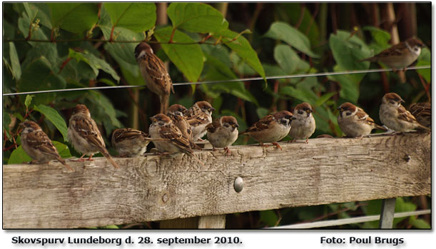 Skovspurve fotograferet af Poul Brugs Rasmussen