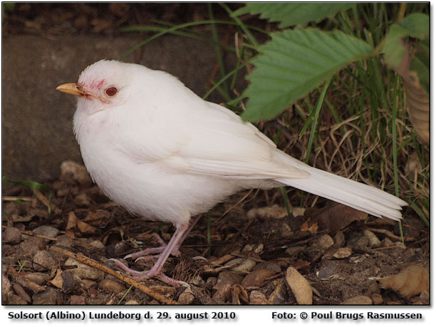 Albino solsort Lundeborg. "Min nabo ringede og fortalte at en hvid fugl havde holdt til i hans have de sidste par dage, men han ville gerne vide, hvad det var for en fugl. Flux tog jeg ind til ham, og her ser I,  hvad jeg fik p linsen. En ganske fin morgenoplevelse af de sjldne! Mvh Poul Brugs"