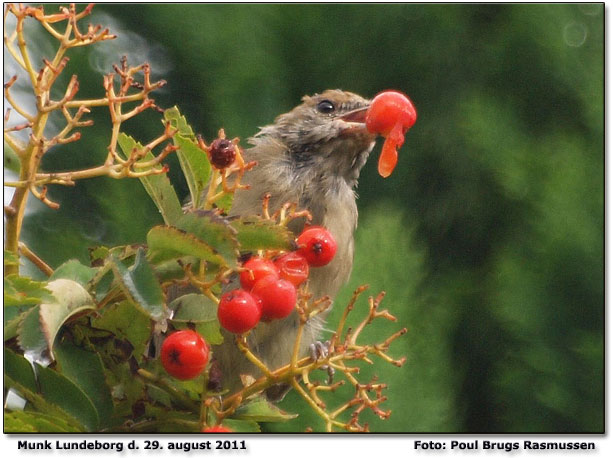 Munk fouragerer hos Poul Brugs. Foto: Poul Brugs Rasmussen