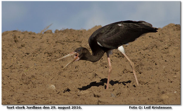 Sort stork Foto: Leif Kristensen