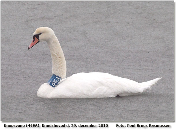 Knopsvane med 44EA    Foto: Poul Brugs Rasmussen