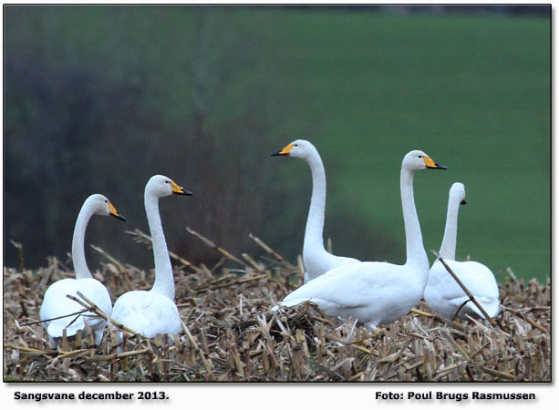 Sangsvane Foto: Poul Brugs Rasmussen