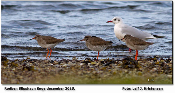 Rdben           Foto: leif kristensen