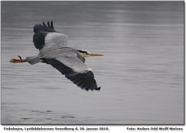 Fiskehejre Svendborg lystbdehavn d. 29. januar 2010.  Foto: Anders Odd Wulff Nielsen Nikon D80 f/5.6 1/500 sek ISO-400 +1.7 trin 300mm